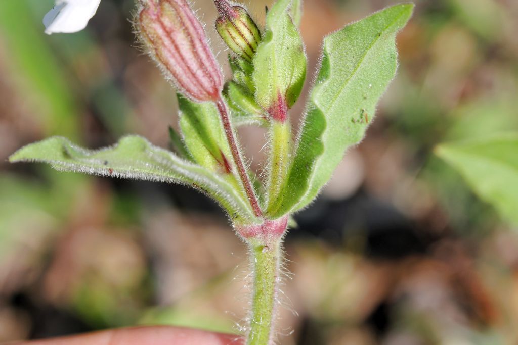 Silene latifolia (=Silene alba) / Silene bianca